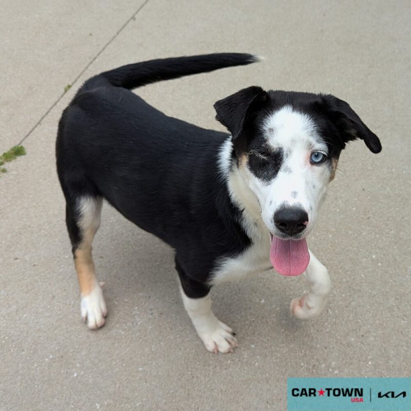 Website Pet Pictures - 2025-08-06T155240.836