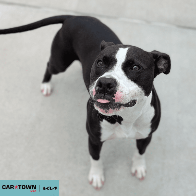 Website Pet Pictures - 2025-08-06T160137.842