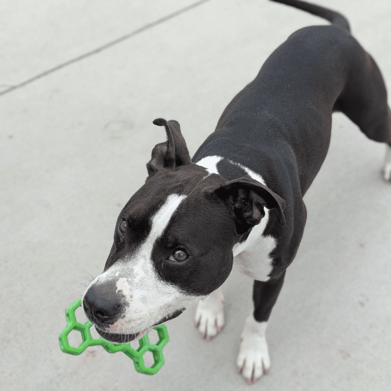 Website Pet Pictures - 2025-08-06T160251.297