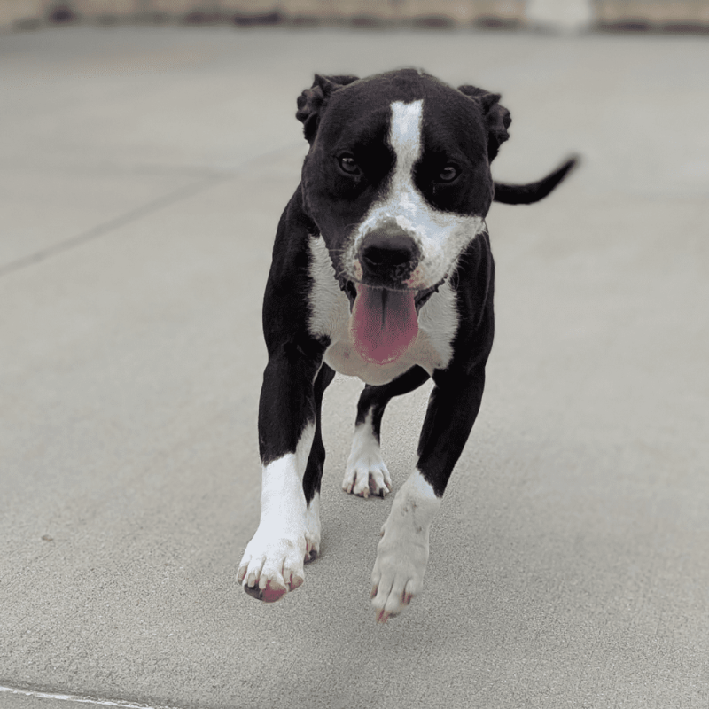 Website Pet Pictures - 2025-08-06T160337.807