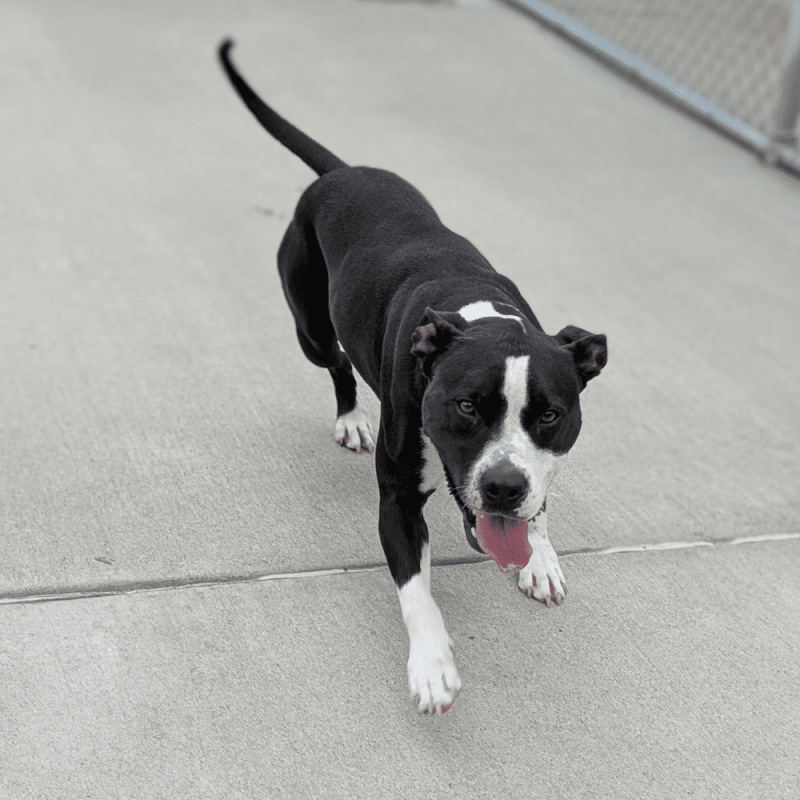 Website Pet Pictures - 2025-08-06T160421.832