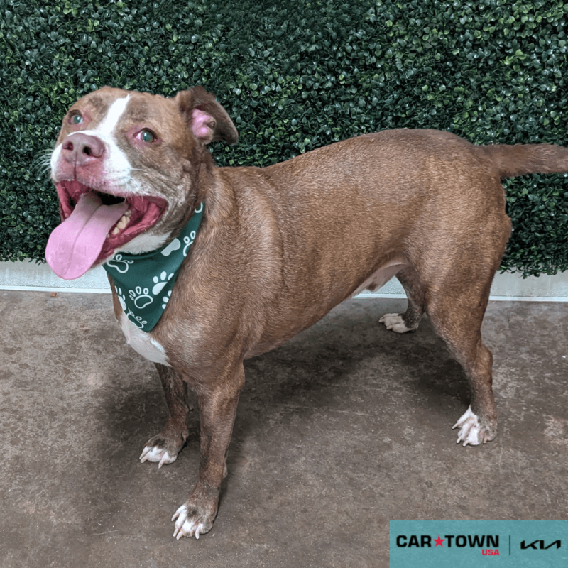 Website Pet Pictures - 2025-08-14T114201.980