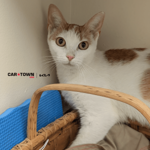 Website Pet Pictures - 2025-08-30T151903.679