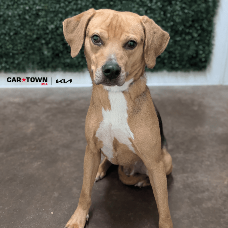 Website Pet Pictures - 2025-08-31T102516.948