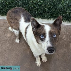 Website Pet Pictures - 2025-09-10T153450.593