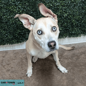 Website Pet Pictures - 2025-09-10T155816.724