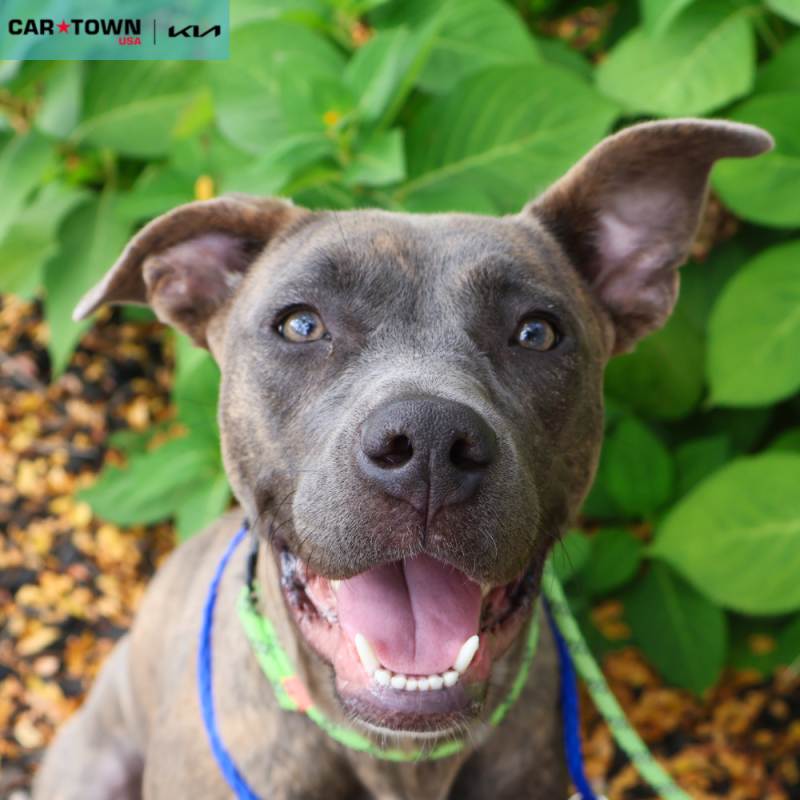 Website Pet Pictures - 2025-09-16T131402.142