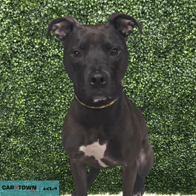 Website Pet Pictures - 2025-09-22T105324.418