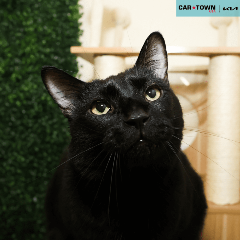 Website Pet Pictures - 2025-09-23T141746.930