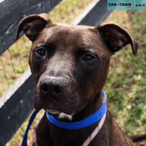 Website Pet Pictures - 2025-09-23T142235.075