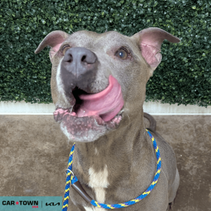 Website Pet Pictures - 2025-09-24T104359.102