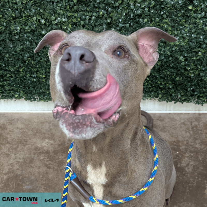 Website Pet Pictures - 2025-09-24T104359.102