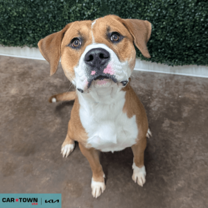 Website Pet Pictures - 2025-09-24T105540.310(1)