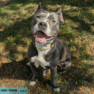 Website Pet Pictures - 2025-09-28T133314.955