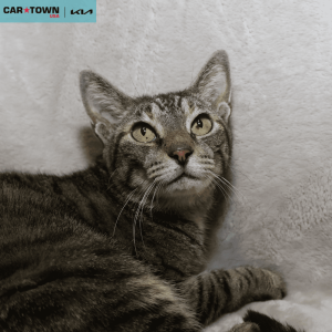 Website Pet Pictures - 2025-09-30T140837.957