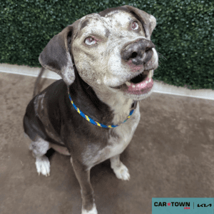 Website-Pet-Pictures-2025-10-05T132542.313-300x300