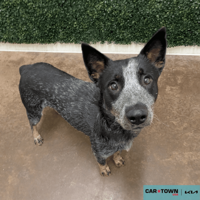 Website Pet Pictures - 2025-10-05T155157.007