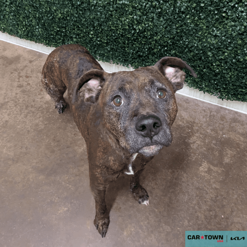 Website Pet Pictures - 2025-10-06T090439.776