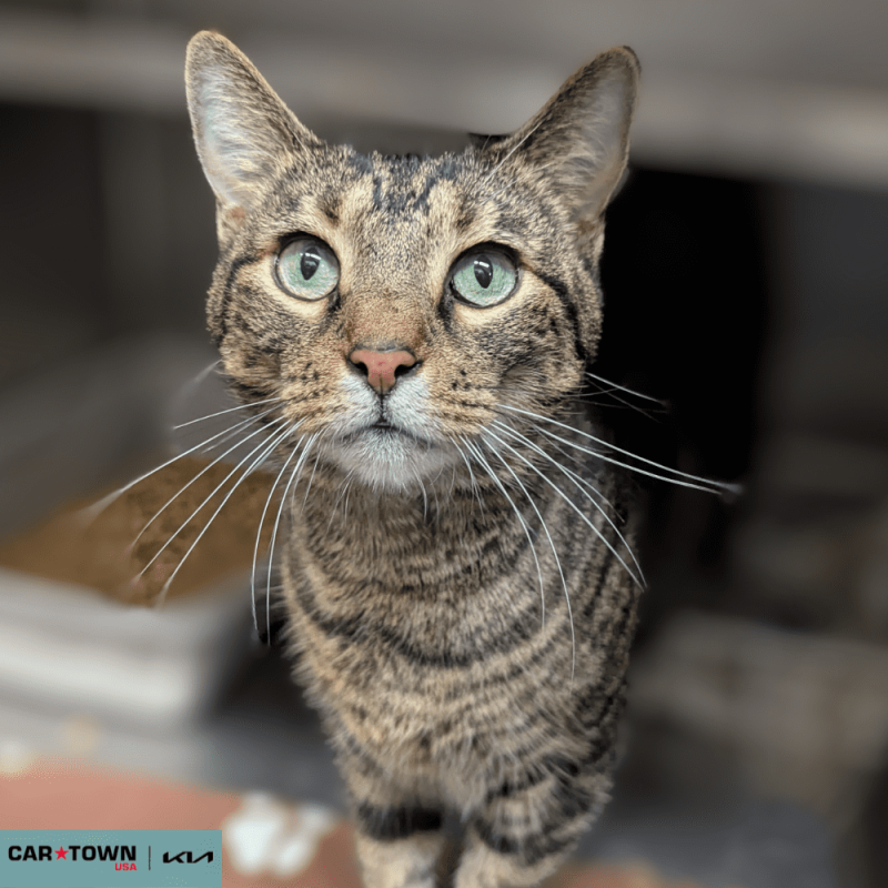 Website Pet Pictures - 2025-10-06T121519.053