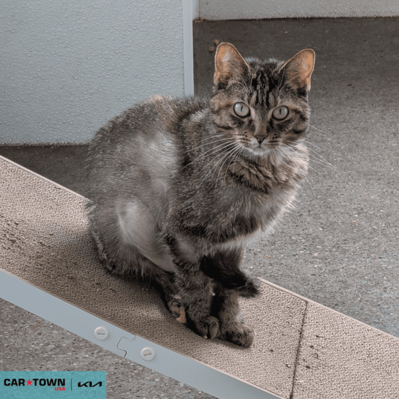 Website Pet Pictures - 2025-10-06T140623.423