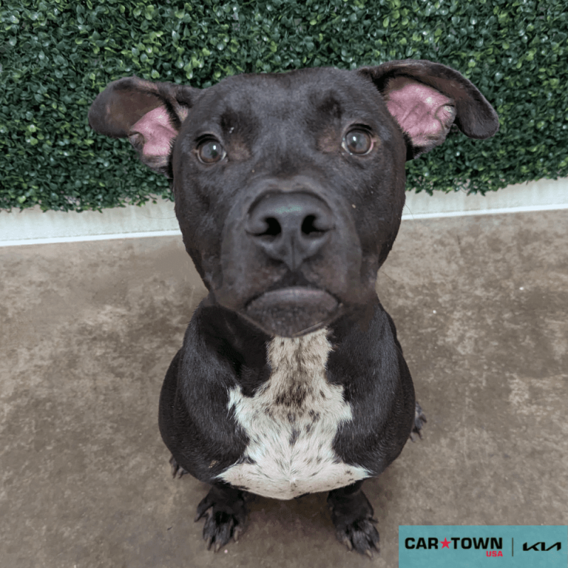 Website Pet Pictures - 2025-10-11T114459.296