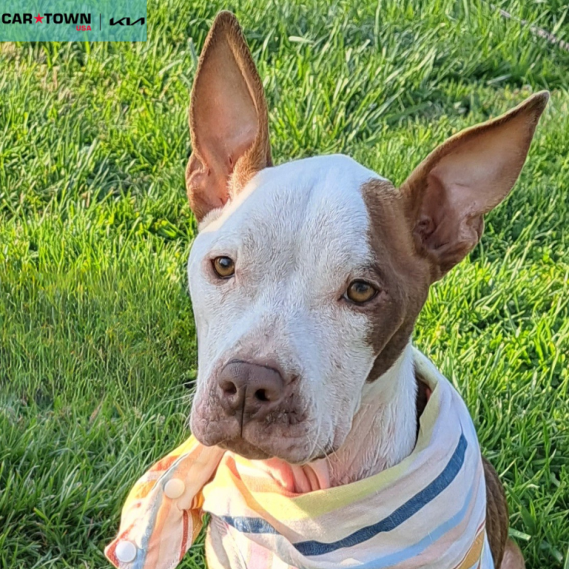 Website Pet Pictures - 2025-10-21T102831.059