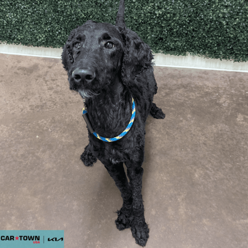 Website Pet Pictures - 2025-10-21T103625.953