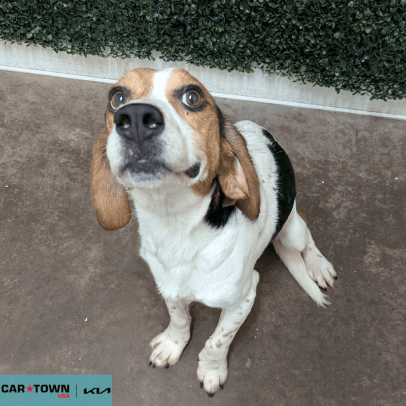 Website Pet Pictures - 2025-10-22T095421.828