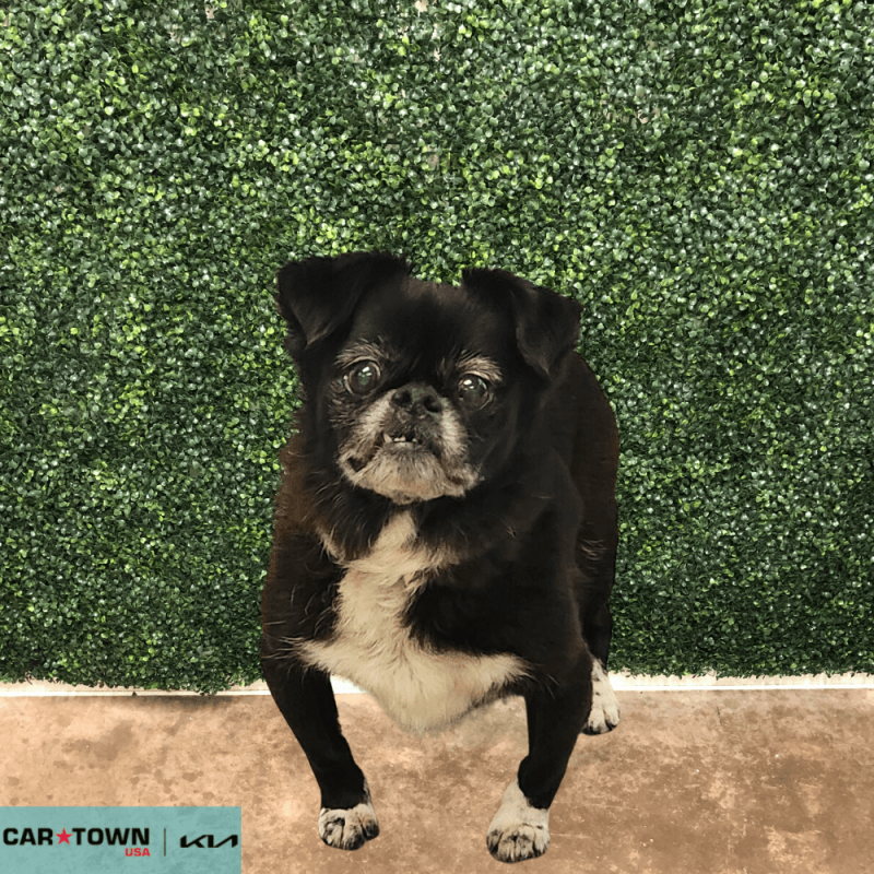 Website Pet Pictures - 2025-10-22T100649.704