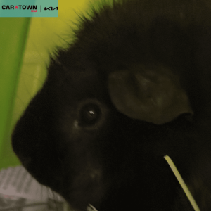 Website Pet Pictures - 2025-10-24T174923.684