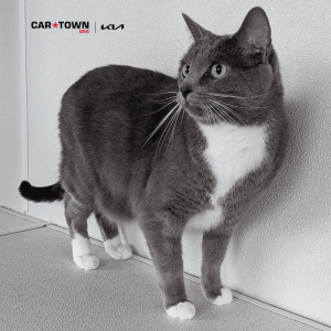 Website Pet Pictures – 2025-10-28T115625.289 Website Pet Pictures - 2025-10-28T115625.289