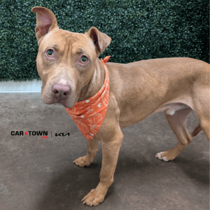 Website Pet Pictures - 2025-10-30T113228.987