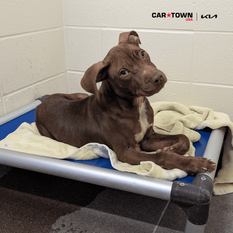 Website Pet Pictures - 2025-10-30T135349.454