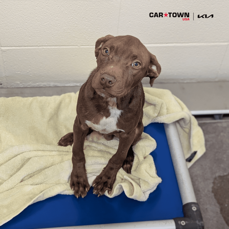 Website Pet Pictures - 2025-10-30T135405.430