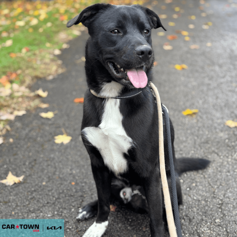 Website Pet Pictures - 2025-11-04T132838.418