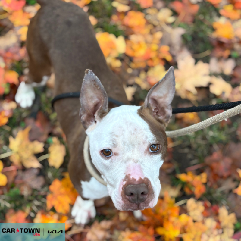 Website Pet Pictures - 2025-11-05T130802.258