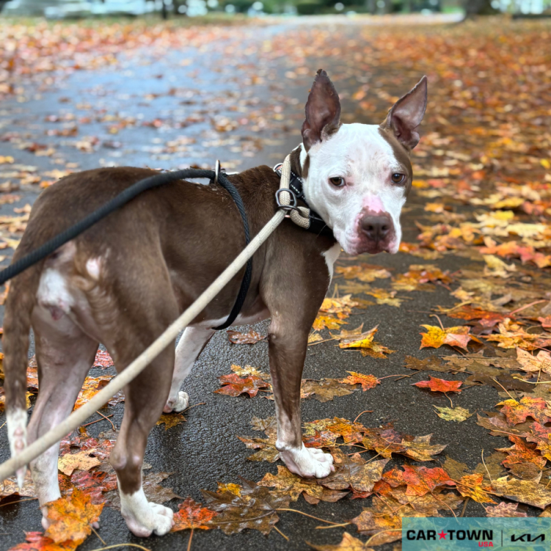 Website Pet Pictures - 2025-11-05T130856.413