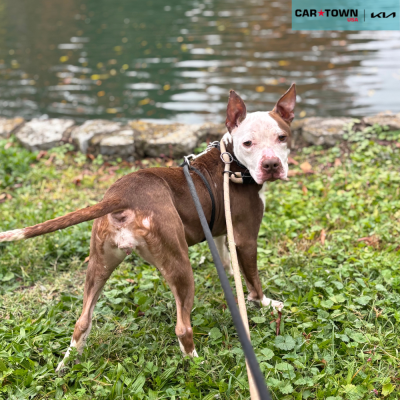 Website Pet Pictures - 2025-11-05T130955.190