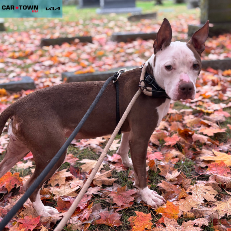 Website Pet Pictures - 2025-11-05T131028.593