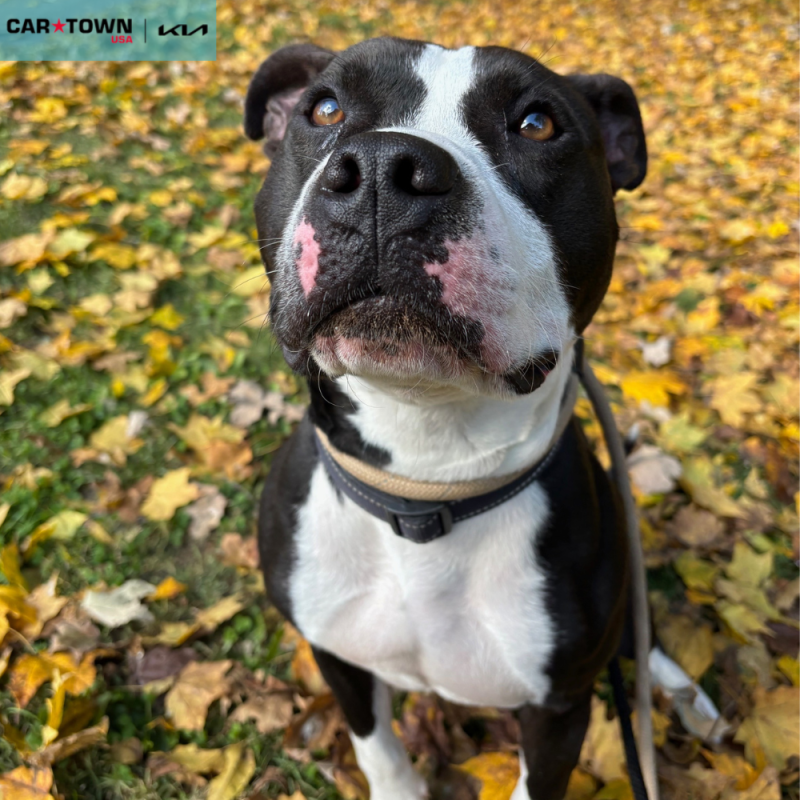 Website Pet Pictures - 2025-11-05T131612.213