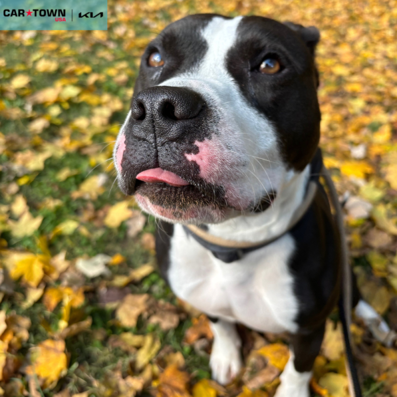 Website Pet Pictures - 2025-11-05T131639.246