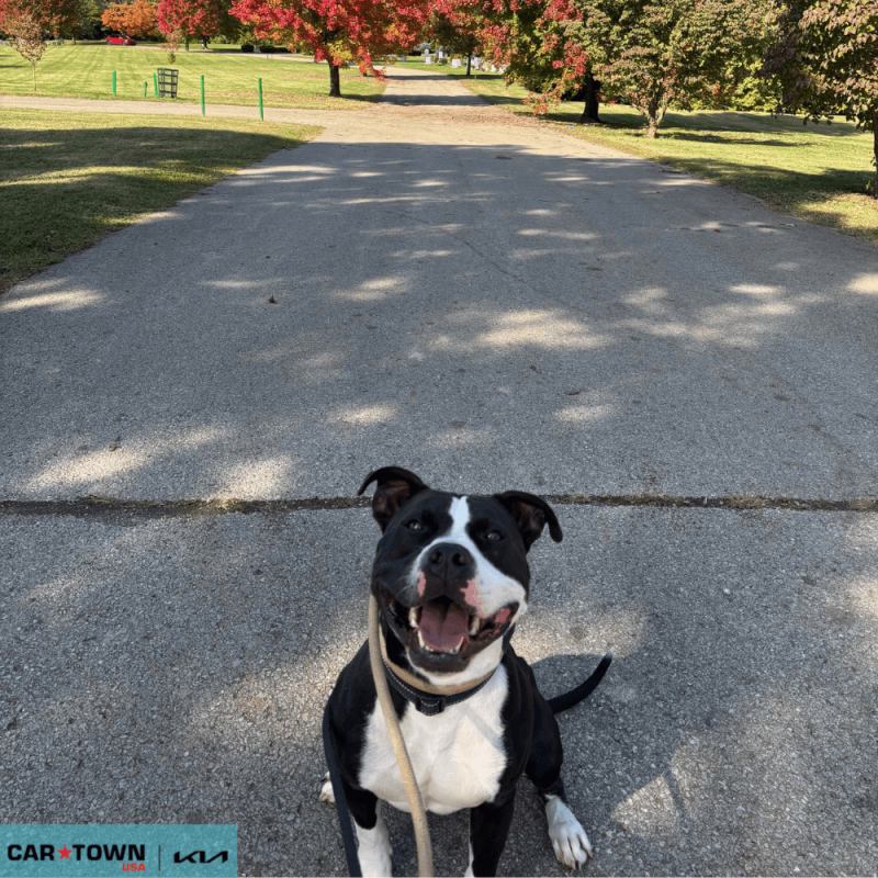 Website Pet Pictures - 2025-11-05T131717.121