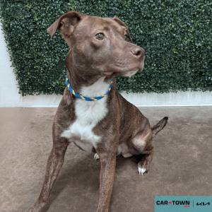 Website Pet Pictures - 2025-11-05T140226.855