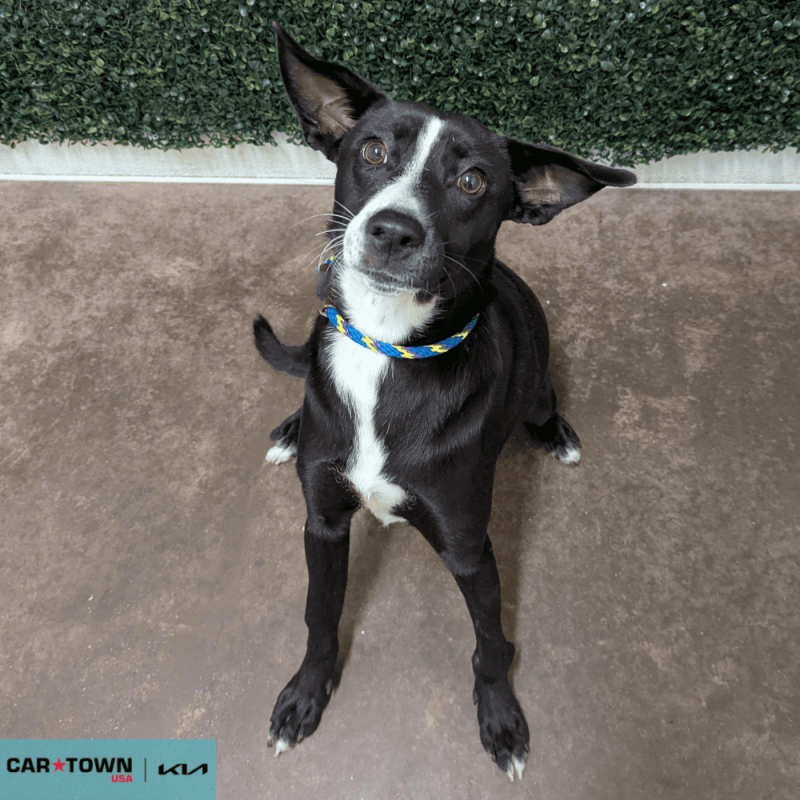 Website Pet Pictures - 2025-11-05T140724.930