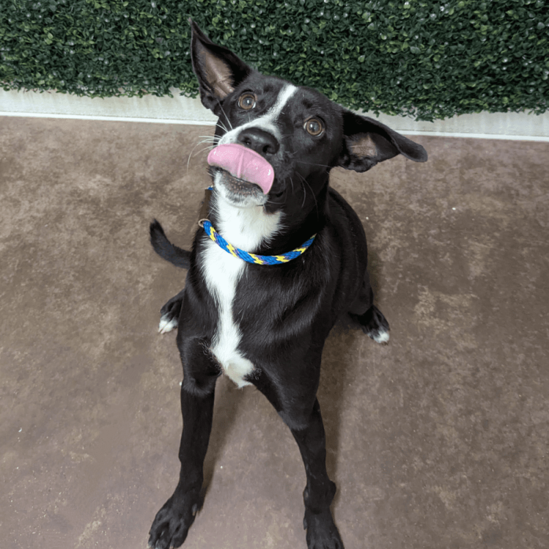 Website Pet Pictures - 2025-11-05T140939.919