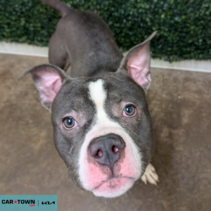 Website Pet Pictures - 2025-11-07T154927.440