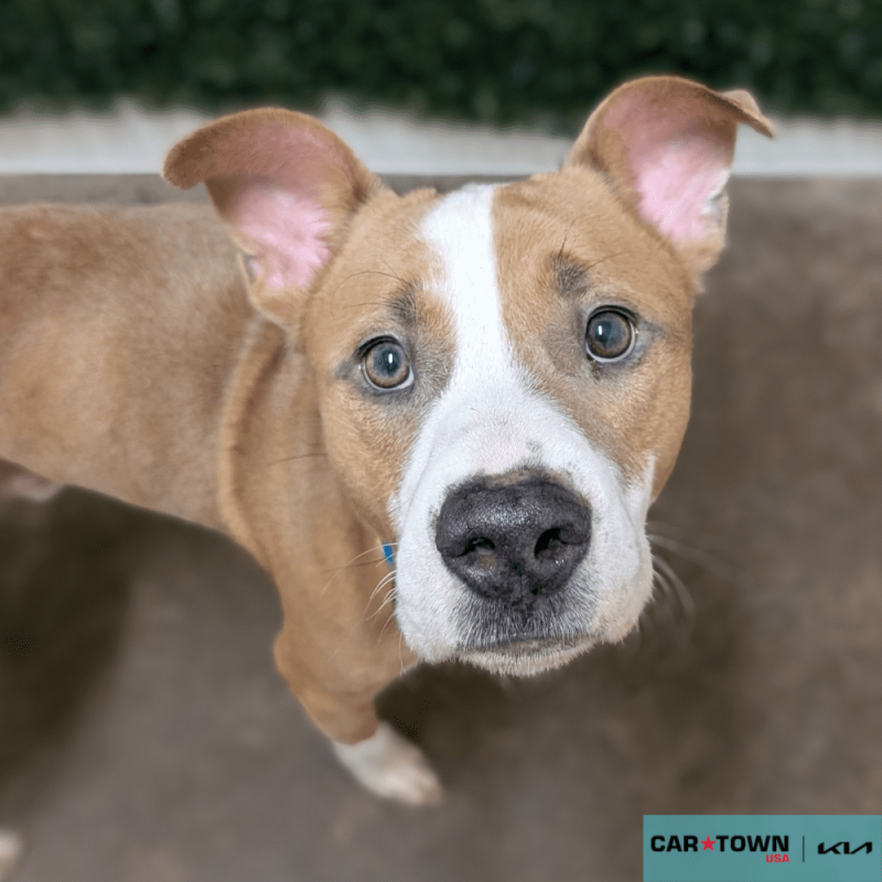 Website Pet Pictures - 2025-11-07T155222.974