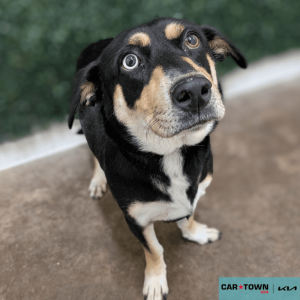 Website Pet Pictures - 2025-11-07T155840.381