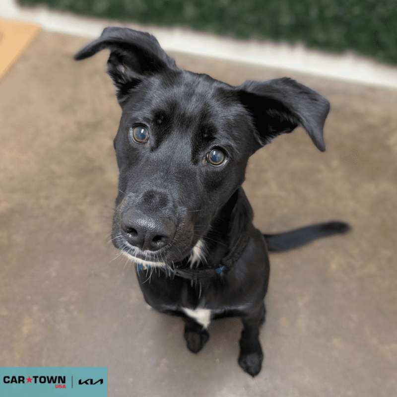 Website Pet Pictures - 2025-11-07T160147.387