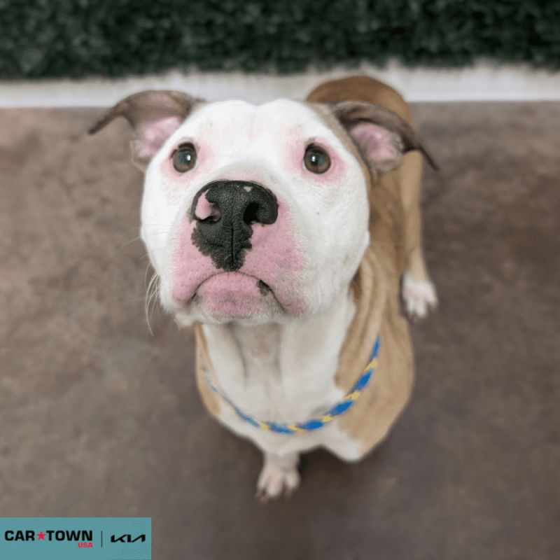 Website Pet Pictures - 2025-11-07T160332.466